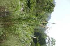 Neyraudia reynaudiana